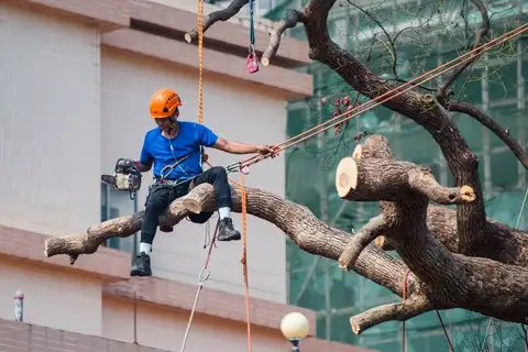 Tree service crew pruning a tree in northern New Mexico