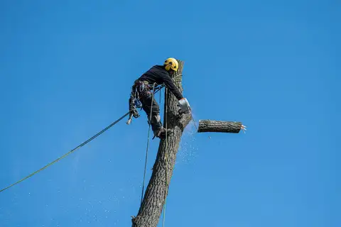 Arborist trimming tree branches with safety gear
